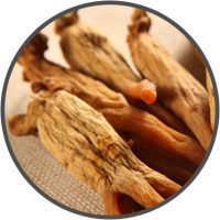 Asiatischer Roter Ginseng